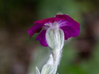 Lychnis coronaria Scheelegatan, Lund, Skåne, Sweden 20160613_0056