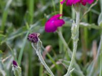 Lychnis coronaria Svanetorpsvägen, Åkarp, Lomma, Skåne, Sweden 20160705_0008