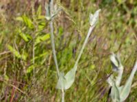 Lychnis coronaria Ulricedal, Malmö, Skåne, Sweden 20190617_0088