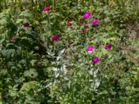 Lychnis coronaria Vången, Beatabacken, Vittsjö, Hässleholm, Skåne, Sweden 20160713_0088