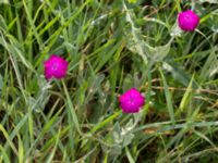 Lychnis coronoria Svanetorpsvägen, Åkarp, Lomma, Skåne, Sweden 20160625_0057