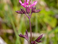 Lychnis flos-cuculi Fuktängen Toarpsdammen, Toarp, Malmö, Skåne, Sweden 20220601_0075