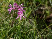 Lychnis flos-cuculi Gråborg, Mörbylånga, Öland, Sweden 20150607_0029