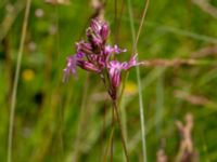 Lychnis flos-cuculi Toarpsdammen, Malmö, Skåne, Sweden 20190621_0095