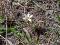 Minuartia oreina Devdoraki Valley, Stepantsminda, Mtskheta-Mtianeti, Georgia 20180425_3366