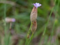 Petrorhagia prolifera Löderups strandbad, Ystad, Skåne, Sweden 20170730_0068