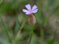 Petrorhagia prolifera Löderups strandbad, Ystad, Skåne, Sweden 20170730_0069