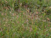 Petrorhagia prolifera Löderups strandbad, Ystad, Skåne, Sweden 20170730_0072