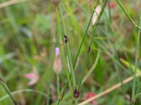 Petrorhagia prolifera Löderups strandbad, Ystad, Skåne, Sweden 20170730_0073