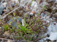 Sagina micropetala Packhusgatan, Malmö, Skåne, Sweden 20160522_0021