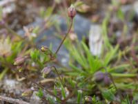 Sagina micropetala Packhusgatan, Malmö, Skåne, Sweden 20160522_0028