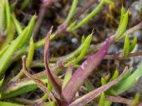 Sagina micropetala Packhusgatan, Malmö, Skåne, Sweden 20160522_0031