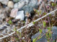 Sagina micropetala Packhusgatan, Malmö, Skåne, Sweden 20160522_0037