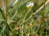 Sagina nodosa ssp. nodosa Eskiltorps ängar, Vellinge, Skåne, Sweden 20150803_0044