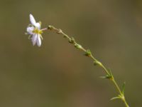 Sagina nodosa ssp. nodosa Eskiltorps ängar, Vellinge, Skåne, Sweden 20150803_0049