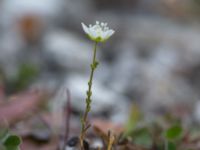 Sagina nodosa ssp. nodosa Limhamns kalkbrott, Malmö, Skåne, Sweden 20160819_0014