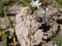 Sagina nodosa ssp. nodosa Skanörs ljung, Falsterbohalvön, Vellinge, Skåne, Sweden 20160811_0012