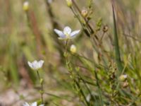 Sagina nodosa ssp. nodosa Skanörs ljung, Falsterbohalvön, Vellinge, Skåne, Sweden 20160811_0013