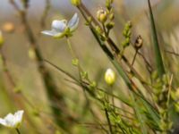 Sagina nodosa ssp. nodosa Skanörs ljung, Falsterbohalvön, Vellinge, Skåne, Sweden 20160811_0015