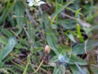 Sagina nodosa ssp. nodosa Skanörs ljung, Falsterbohalvön, Vellinge, Skåne, Sweden 20160811_0056