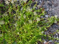 Sagina procumbens Övergiven p-pl Magistratsvägen, Lund, Skåne, Sweden 20150608_0127