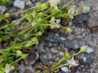 Sagina procumbens Övergiven p-pl Magistratsvägen, Lund, Skåne, Sweden 20150608_0129