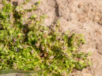 Sagina procumbens Björka, Helsingborg, Skåne, Sweden 20240601_0000