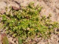 Sagina procumbens Björka, Helsingborg, Skåne, Sweden 20240601_0001