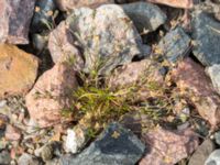 Sagina procumbens Järnvägen mellan Saxgatan och Hammargatan, Mellersta hamnen, Malmö, Skåne, Sweden 20160521_0010