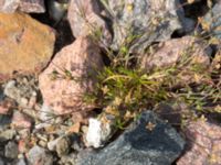 Sagina procumbens Järnvägen mellan Saxgatan och Hammargatan, Mellersta hamnen, Malmö, Skåne, Sweden 20160521_0011