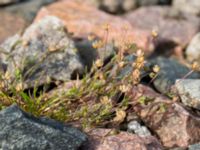 Sagina procumbens Järnvägen mellan Saxgatan och Hammargatan, Mellersta hamnen, Malmö, Skåne, Sweden 20160521_0013