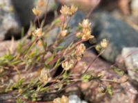 Sagina procumbens Järnvägen mellan Saxgatan och Hammargatan, Mellersta hamnen, Malmö, Skåne, Sweden 20160521_0014