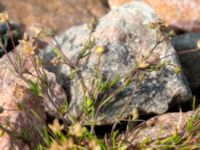 Sagina procumbens Järnvägen mellan Saxgatan och Hammargatan, Mellersta hamnen, Malmö, Skåne, Sweden 20160521_0015