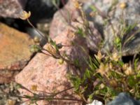 Sagina procumbens Järnvägen mellan Saxgatan och Hammargatan, Mellersta hamnen, Malmö, Skåne, Sweden 20160521_0016