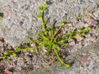 Sagina procumbens Utsättaregränden, Lund, Skåne, Sweden 20150608_0002