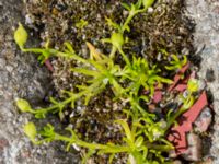 Sagina procumbens Utsättaregränden, Lund, Skåne, Sweden 20150608_0003