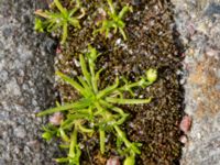 Sagina procumbens Utsättaregränden, Lund, Skåne, Sweden 20150608_0008