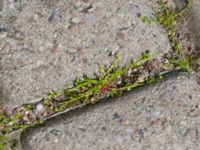 Sagina procumbens Utsättaregränden, Lund, Skåne, Sweden 20150608_0009