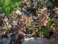 Saponaria ocymoides Grodreservatet, Norra hamnen, Malmö, Skåne, Sweden 20160619_0083