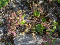 Saponaria ocymoides Grodreservatet, Norra hamnen, Malmö, Skåne, Sweden 20160619_0087