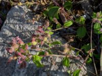 Saponaria ocymoides Grodreservatet, Norra hamnen, Malmö, Skåne, Sweden 20160619_0090