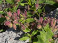 Saponaria ocymoides Grodreservatet, Norra hamnen, Malmö, Skåne, Sweden 20160619_0091