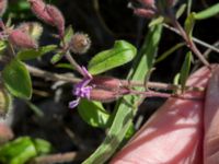 Saponaria ocymoides Grodreservatet, Norra hamnen, Malmö, Skåne, Sweden 20160619_0094