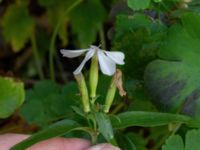 Saponaria officinalis Heleneholmsstigen, Malmö, Skåne, Sweden 20211103_0002