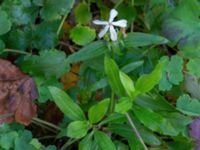 Saponaria officinalis Heleneholmsstigen, Malmö, Skåne, Sweden 20211103_0003