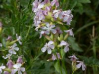 Saponaria officinalis Jorddeponi N Sliparebacken, Lund, Skåne, Sweden 20170814_0001