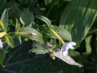 Saponaria officinalis Lindängelunds rekreationsområde, Malmö, Skåne, Sweden 20160925_0050