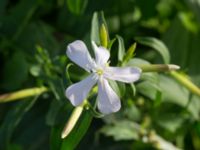 Saponaria officinalis Lindängelunds rekreationsområde, Malmö, Skåne, Sweden 20160925_0051