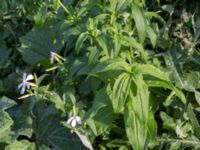 Saponaria officinalis Lindängelunds rekreationsområde, Malmö, Skåne, Sweden 20160925_0052