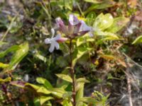 Saponaria officinalis Oljesjöutfyllnaden, Malmö, Skåne, Sweden 20220720_0063